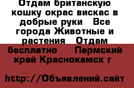 Отдам британскую кошку окрас вискас в добрые руки - Все города Животные и растения » Отдам бесплатно   . Пермский край,Краснокамск г.